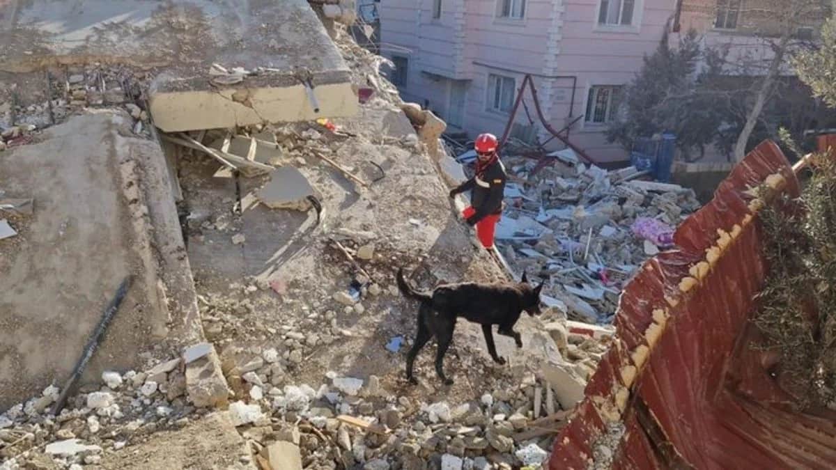 Imagen de Colombia apoyará búsqueda de desaparecidos tras sismos en Venezuela