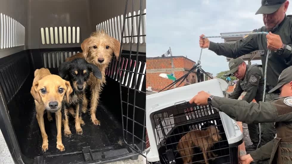 Imagen de Aplican por primera vez la Ley Ángel en Colombia para rescatar animales en Cali