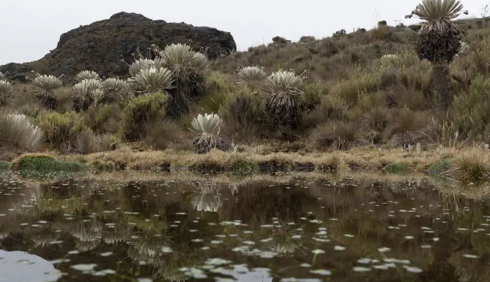 Imagen de Minambiente deroga resolución que extendía zona de reserva en Santurbán hasta 2029