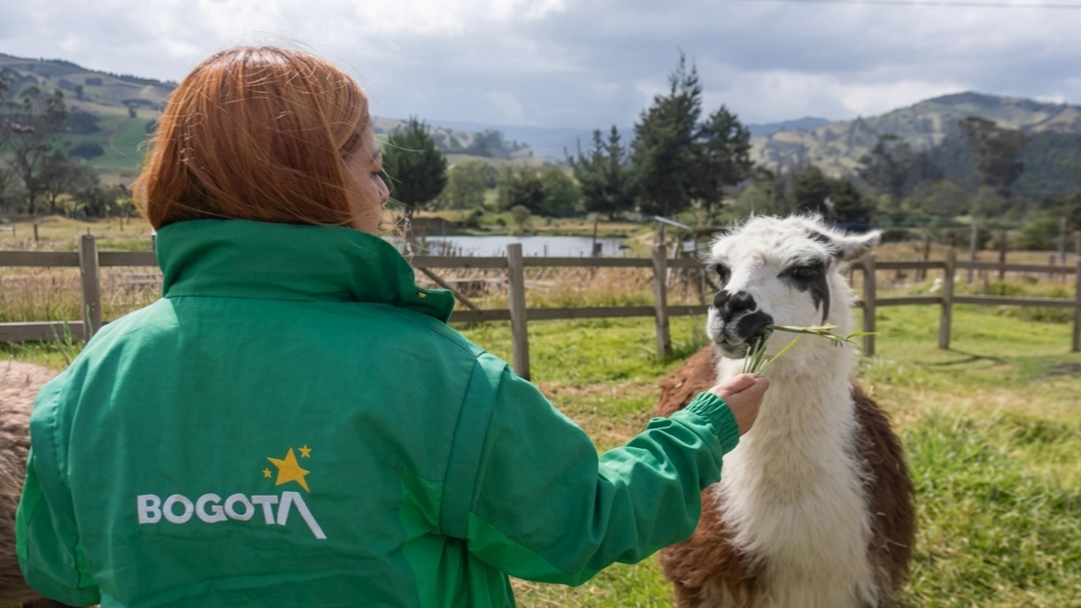 Imagen de Bogotá a un paso de prohibir la explotación económica de animales en el espacio público
