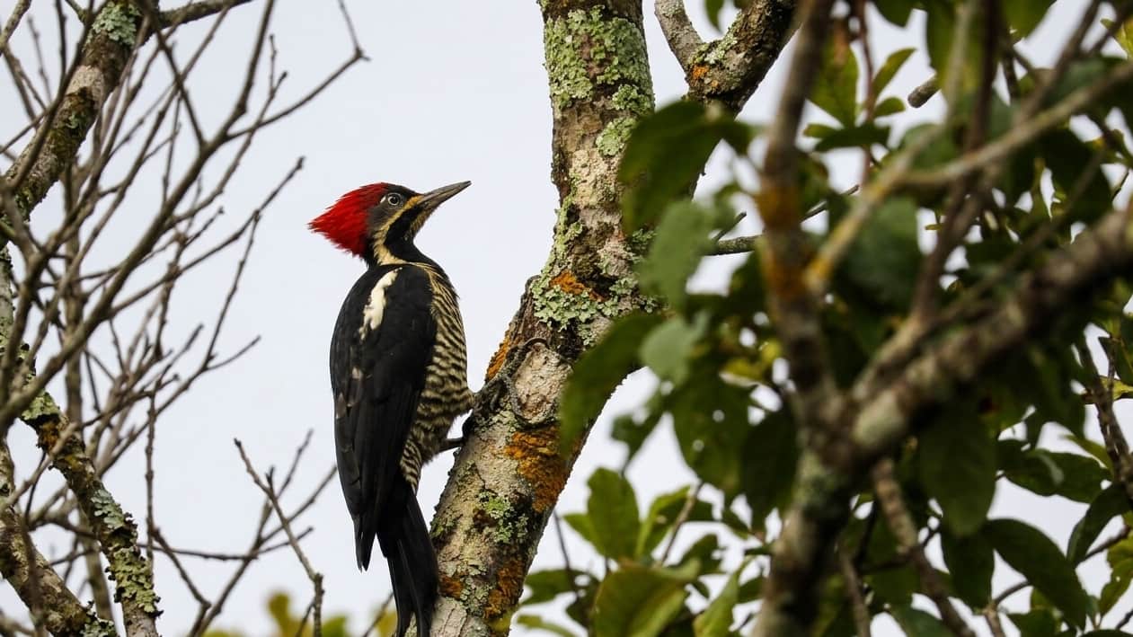 Imagen de Colombia vuelve a liderar el mayor conteo de aves del mundo con participación ciudadana