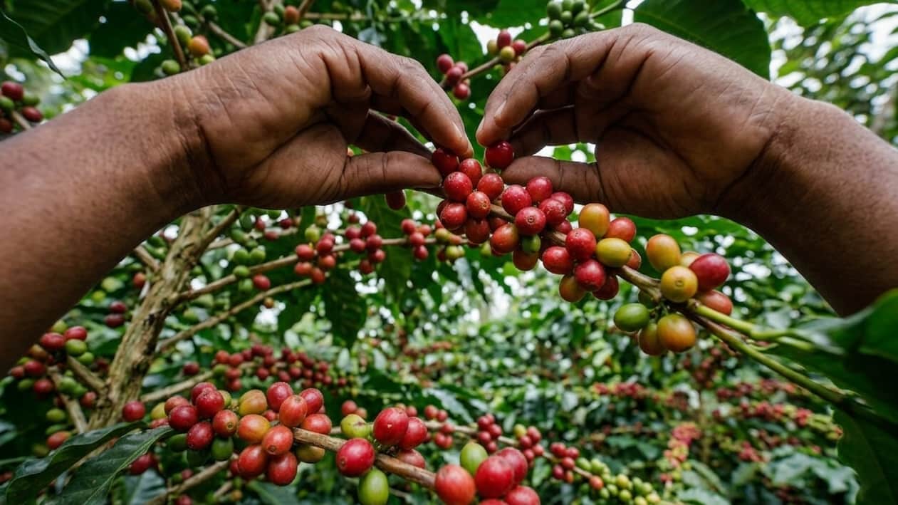 Imagen de Cafeteros activan fondo de 50 mil millones para fertilizantes y apoyar a productores con costos altos