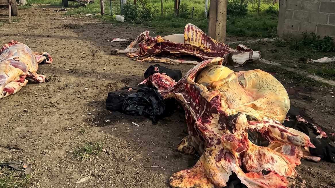Imagen de Ganaderos piden más protección contra el robo de ganado en zonas rurales
