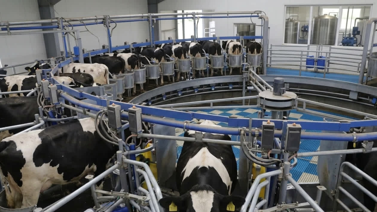 Imagen de Bloqueos por impuesto predial afectan recolección de leche en Colombia